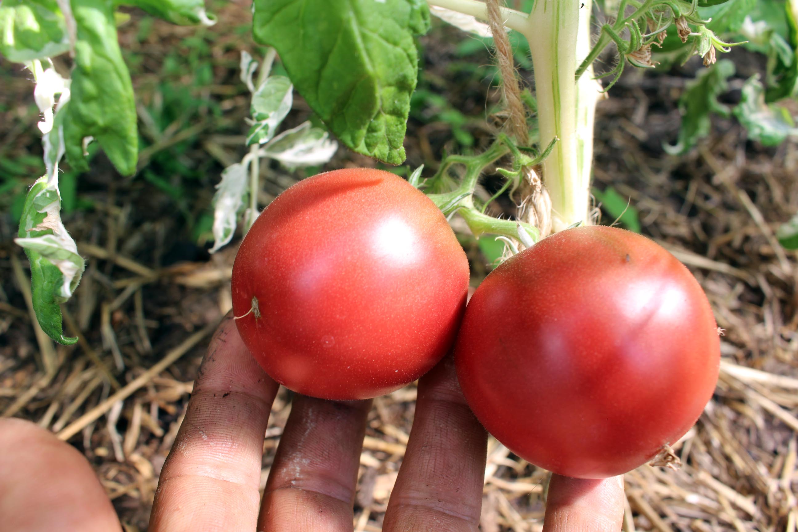 Rosa Party Tomaten,Saatgut 10 Stück Samen 