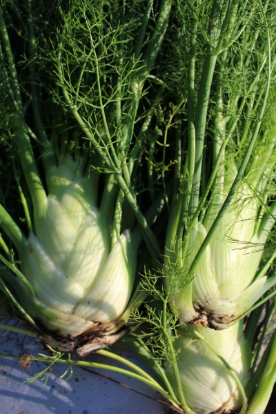 Fenchel