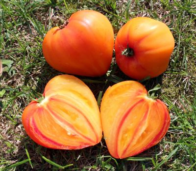 Tomate "HIMBEERROSE" - 10 Bio-Samen | biobewusst-gartenshop