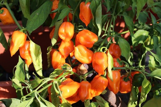 Habanero Orange (Bio-Frischware)