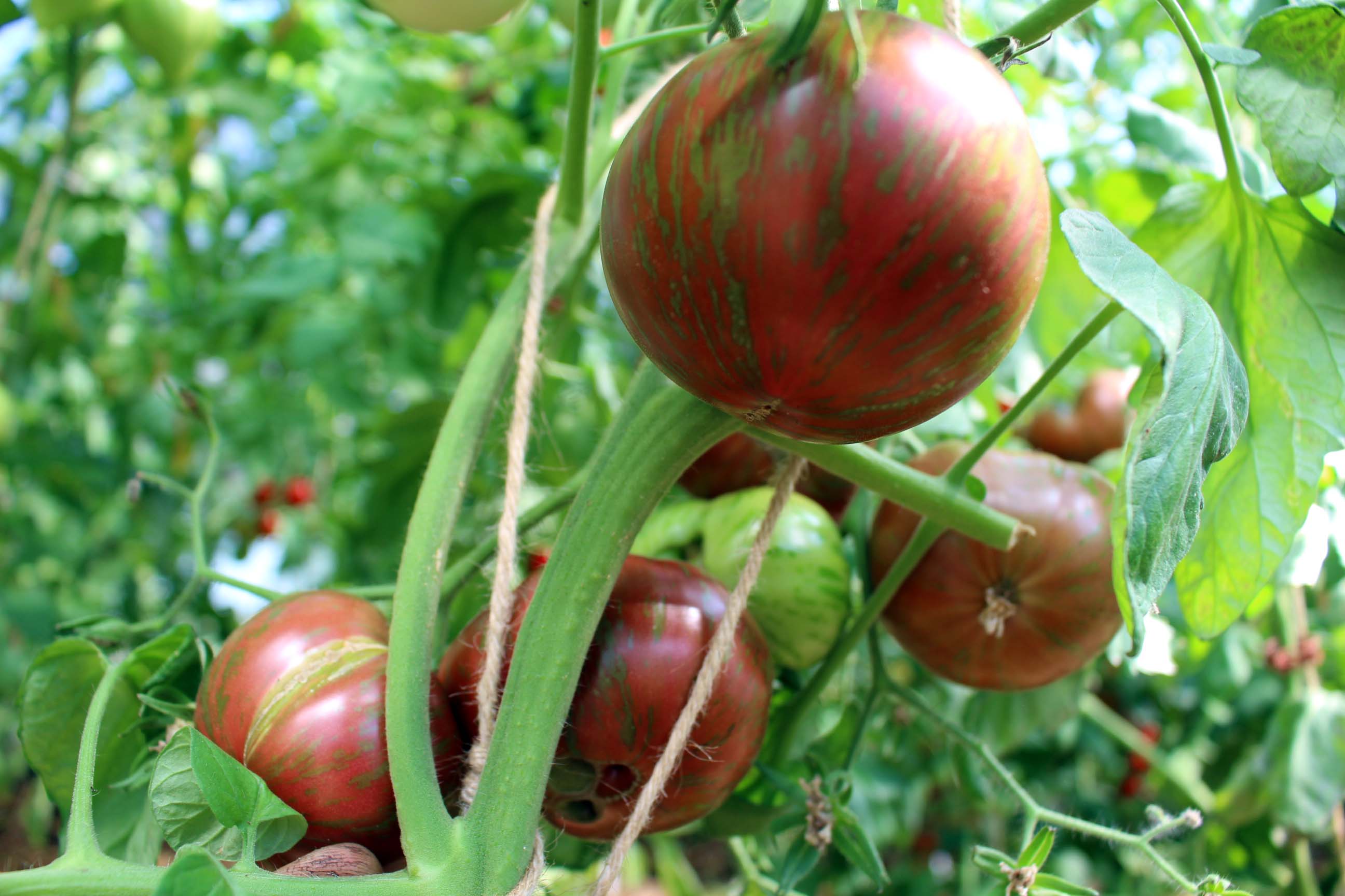 Tomate The Thong Buschtomate Dwarf 10 Samen Tomatensamen Tomate The Thong Buschtomate Dwarf 10 Samen Tomatensamen
