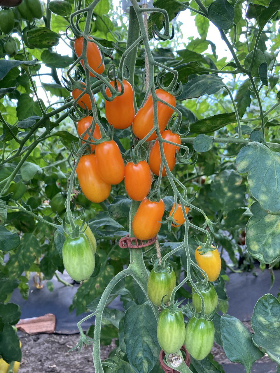 Bio-Tomatensamen 'Ormato Datteltomate' – Orange, Für Ca. 6 Pflanzen, Ohne Gentechnik