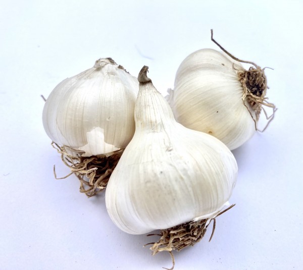 Knoblauch, frische Ernte