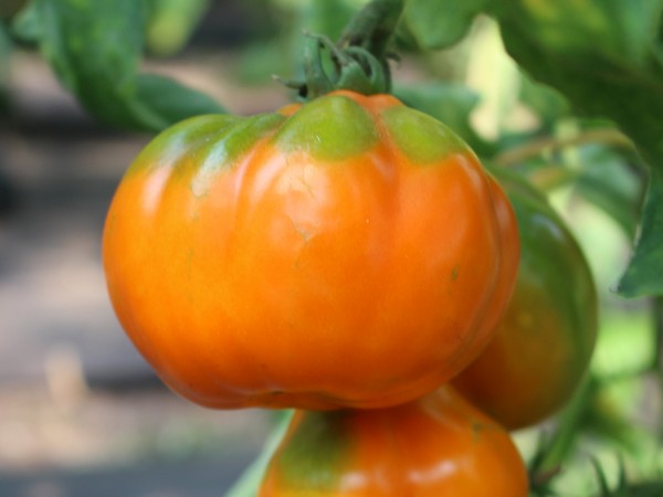 Japanische Trüffel orange / Japonski Trüffel (Saatgut)