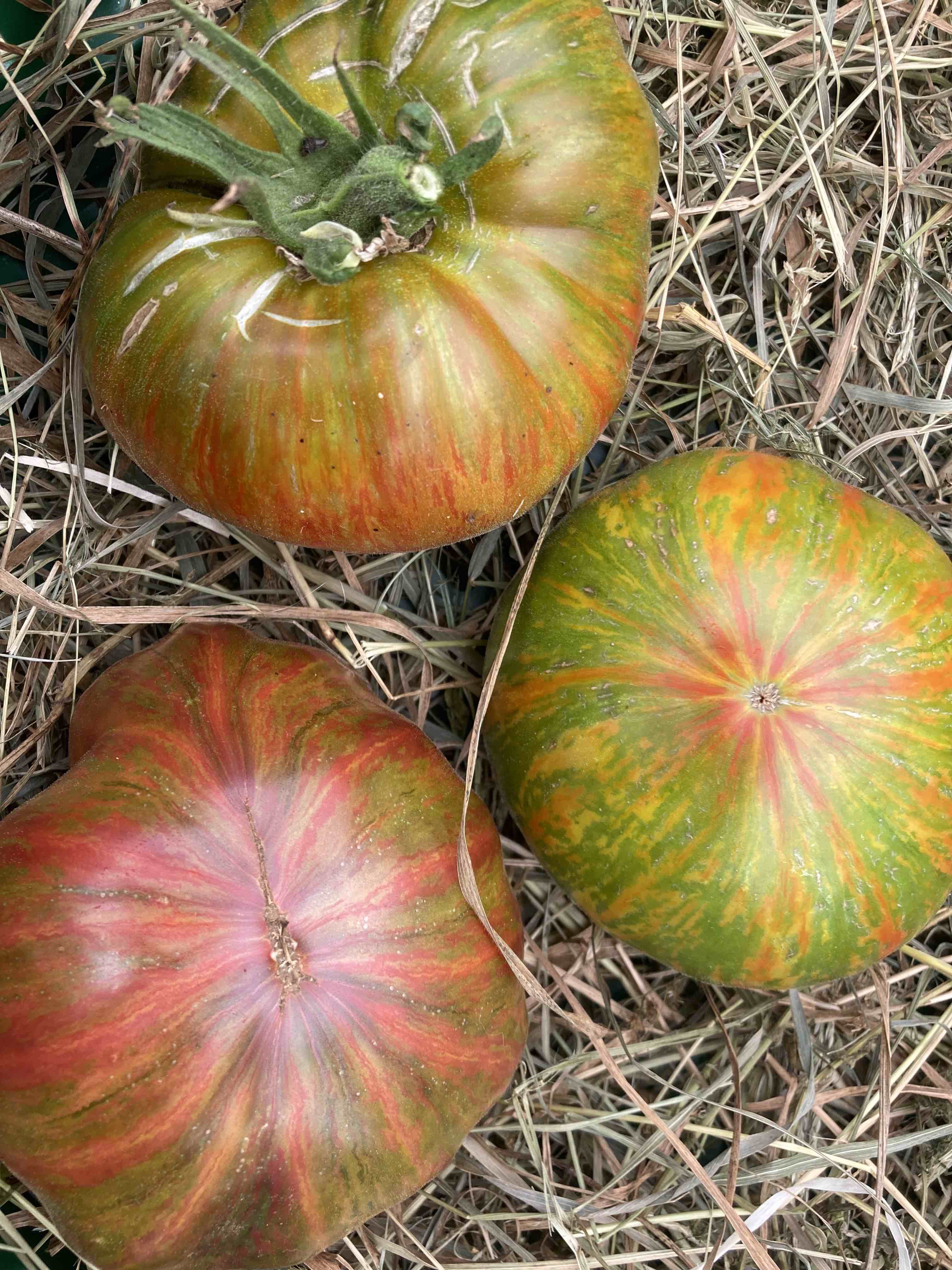 Tomatensorte &amp;#39;ANANAS ZEBRA VERT´ - 10 Bio-Samen | biobewusst-gartenshop