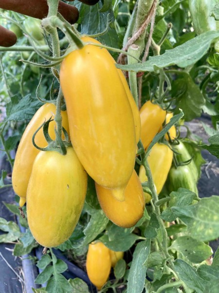 San Marzano Yellow (Jungpflanze)