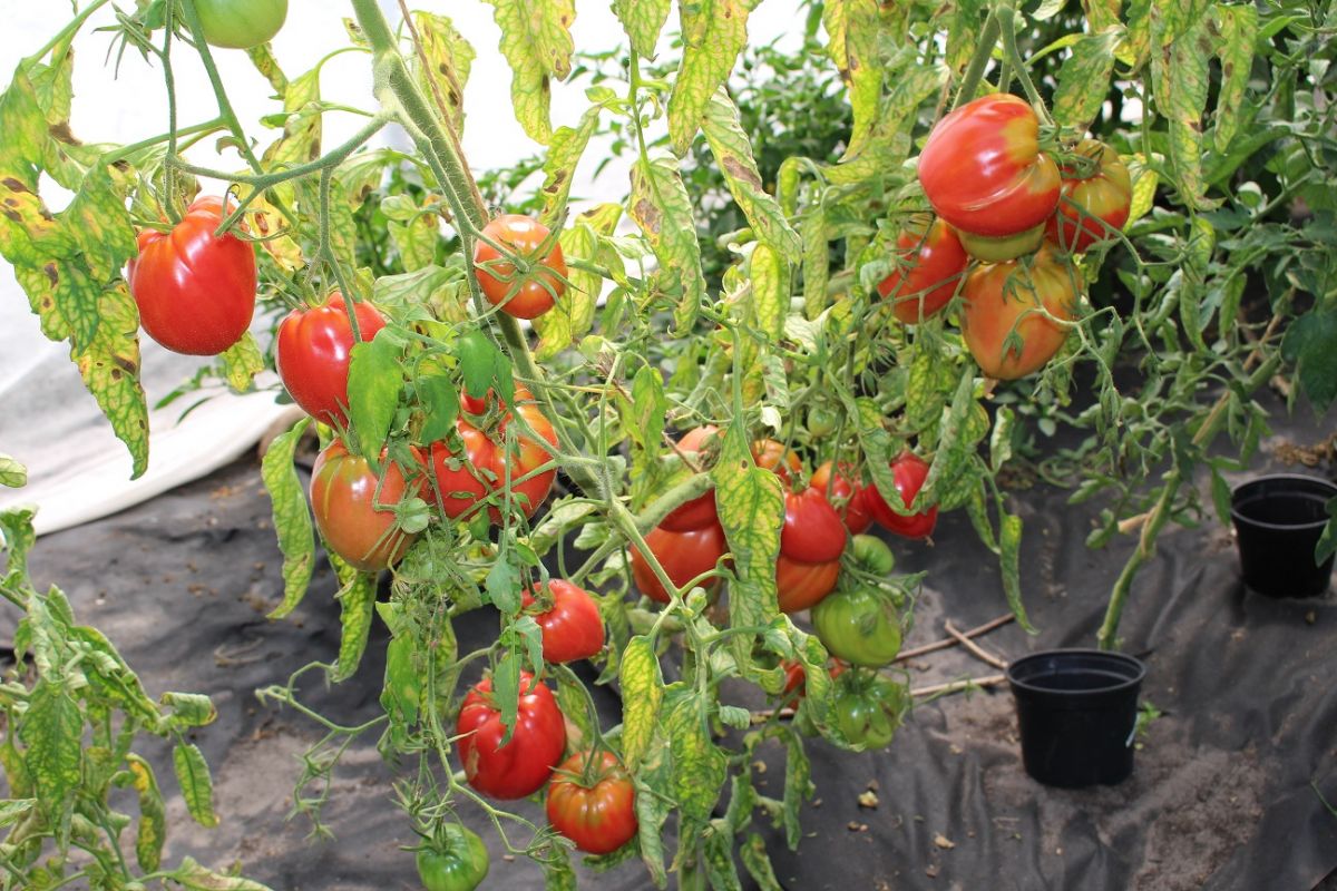 Tomate 'ROTES OCHSENHERZ' 10 BioSamen
