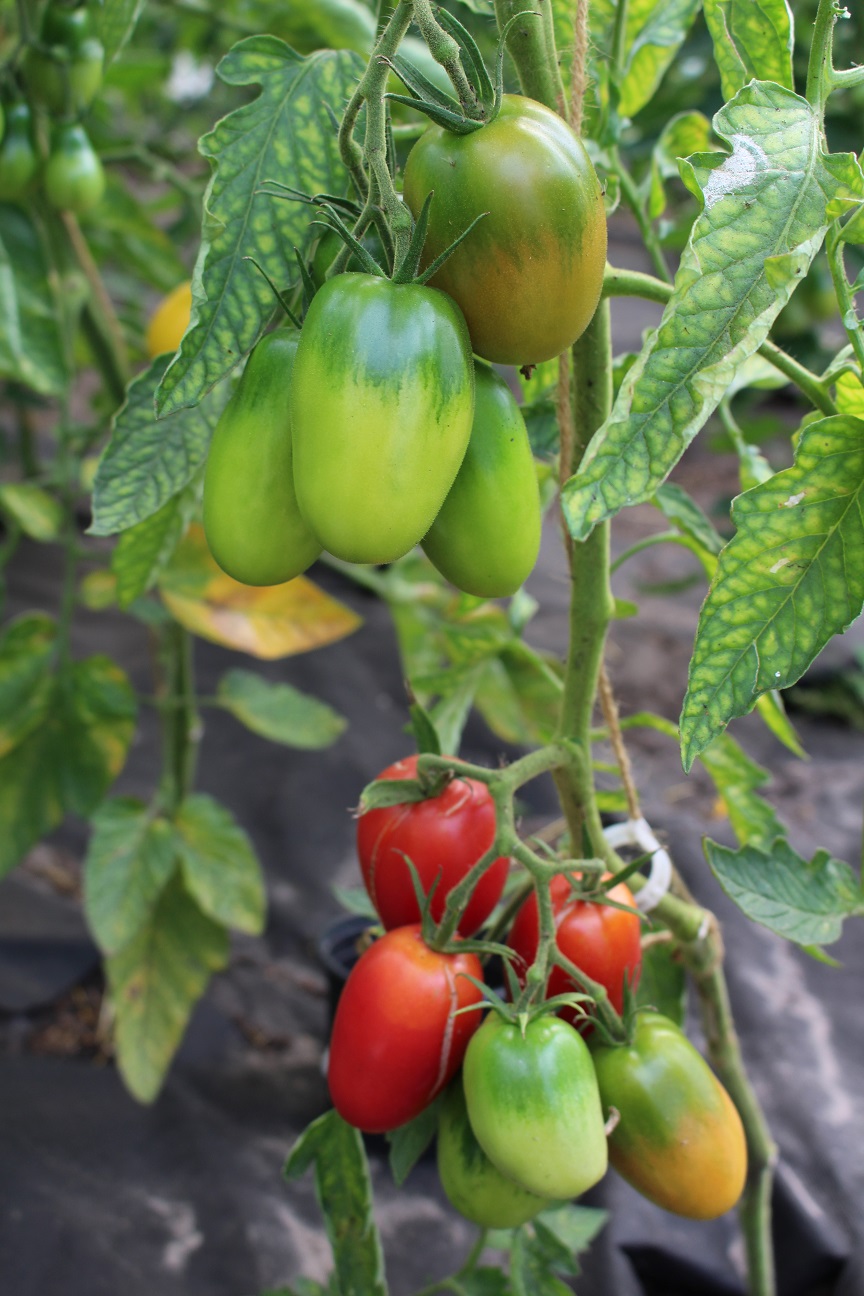 Rote Tomaten | Tomaten nach Farben | Bio-Saatgut | biobewusst-gartenshop