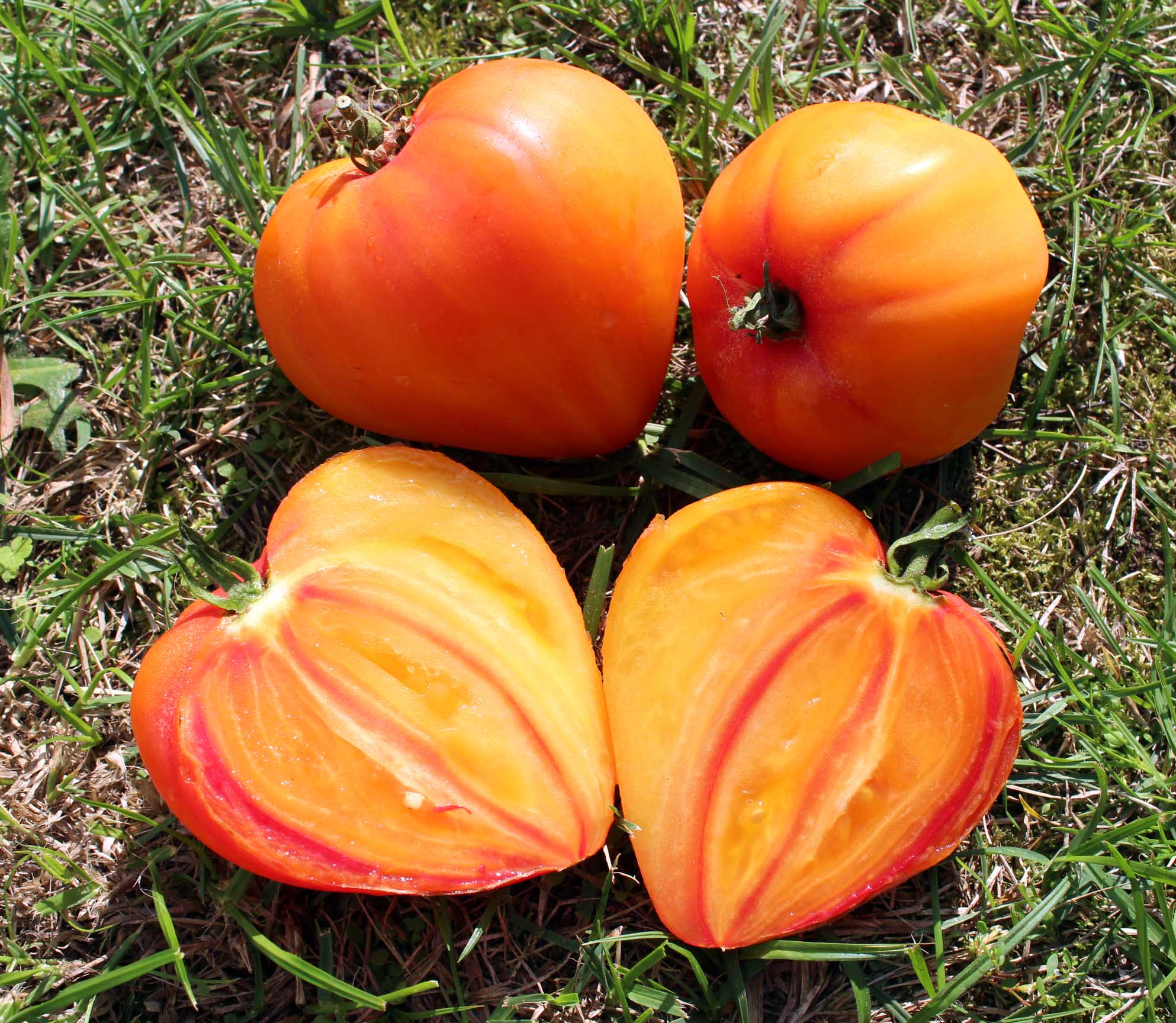 Tomate 'KANADA' - Bio Saatgut | biobewusst-gartenshop
