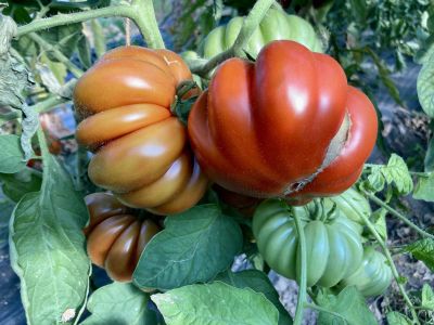 Tomatensorte SIBIRISCHES BIRNCHEN - 10 Bio-Samen | biobewusst-gartenshop