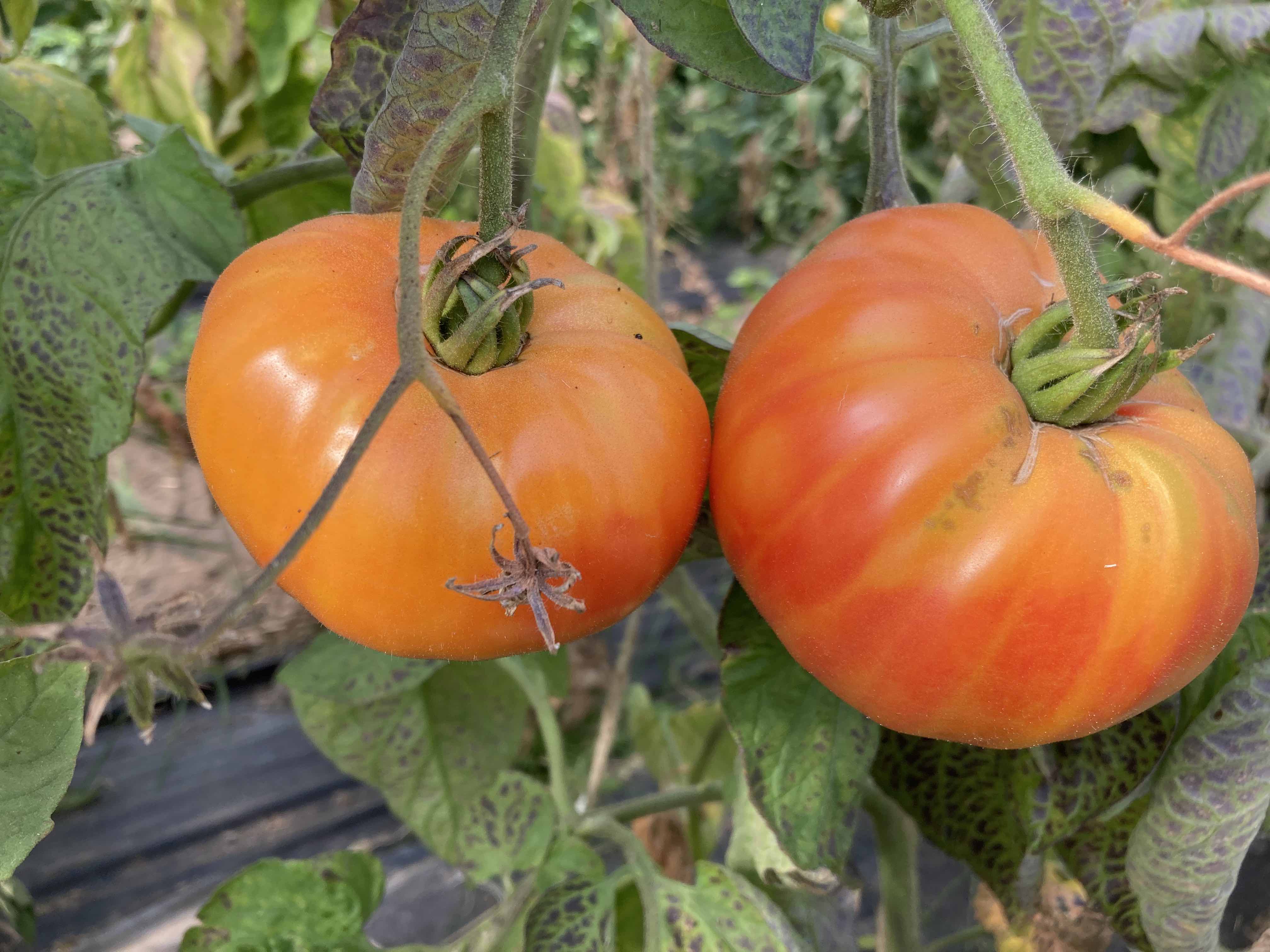 Tomatensorte 'ANANASTOMATE  - 10 Bio-Samen | biobewusst-gartenshop
