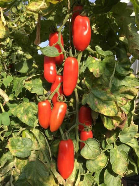 San Marzano (Jungpflanze)